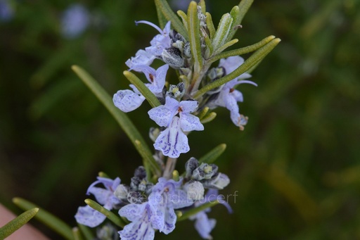 [T06ROM01] Romarin  - Rosmarinus officinalis - Phytothérapie Demeter Bio - Phytotype
