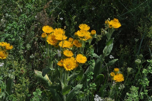 [V18AUNE01] Aunée - Inula helenium - Phytothérapie sans alcool Demeter Bio - Phytotype sans alcool