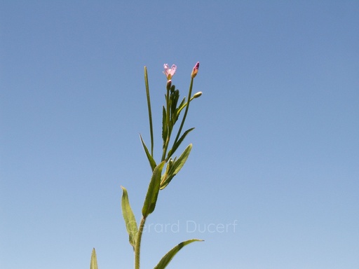 [V02EPIPFL01] Epilobe à petites fleurs - Epilobium parviflorum - Phytothérapie sans alcool Demeter Bio - Phytotype sans alcool