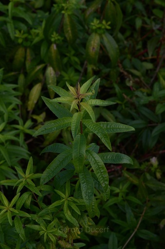 [V07VERVOD01] Verveine odorante - Aloysia citriodora - Phytothérapie sans alcool Demeter Bio - Phytotype sans alcool