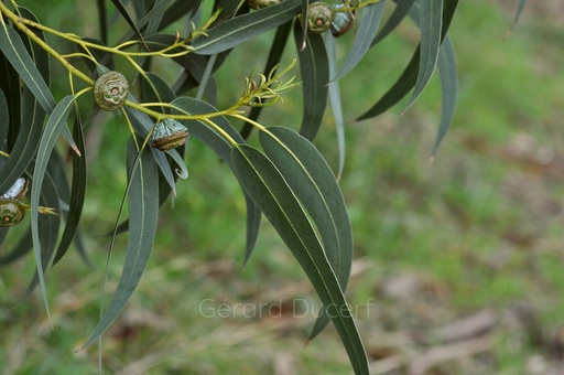 [T07EUCAG01] Eucalyptus globuleux - Eucalyptus globulus - Phytothérapie Demeter Bio - Phytotype