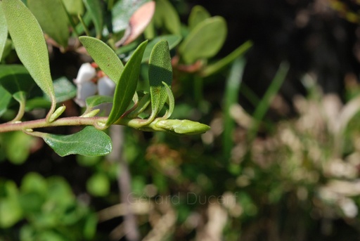 [G26AIRR01] Airelle rouge - Vaccinium vitis idaea - Gemmothérapie Demeter Bio - Gemmotype (bourgeon)