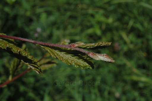 [G26CHARM01] Charme - Carpinus betulus  - Gemmothérapie Demeter Bio - Gemmotype (bourgeon)