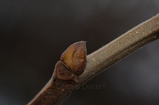 [G26CHAT01] Châtaignier - Castanea sativa  - Gemmothérapie Demeter Bio - Gemmotype (bourgeon)