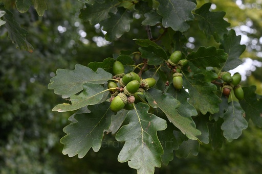 [G26CHEP01] Chêne pédonculé - Quercus robur  - Gemmothérapie Demeter Bio - Gemmotype (bourgeon)