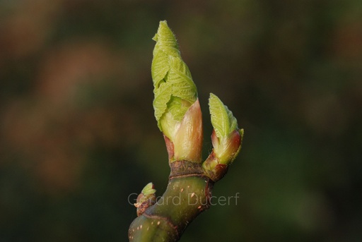 [G26FIG01] Figuier - Ficus carica  - Gemmothérapie Demeter Bio - Gemmotype (bourgeon)