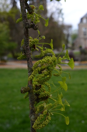 [G26GINK01] Ginkgo - Ginkgo biloba  - Gemmothérapie Demeter Bio - Gemmotype (bourgeon)