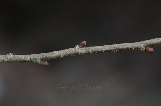 [G26NOISS01] Noisetier - Corylus avellana  - Gemmothérapie Demeter Bio - Gemmotype (bourgeon)