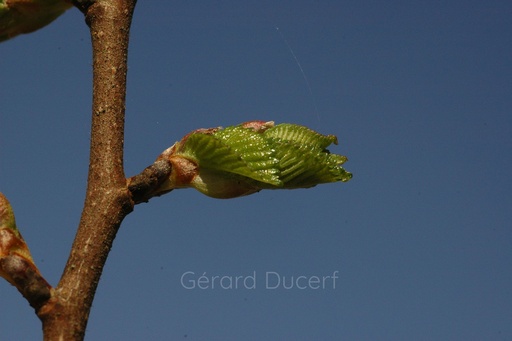 [G26ORM01] Orme - Ulmus campestris  - Gemmothérapie Demeter Bio - Gemmotype (bourgeon)